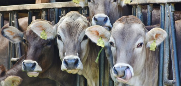 Cows with ear tags